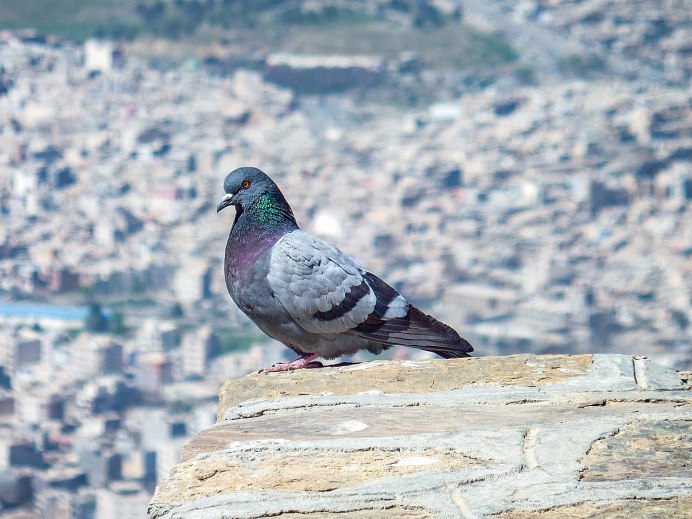 Скальный голубь (Columba rupestris)