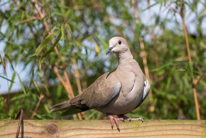 Dove animal