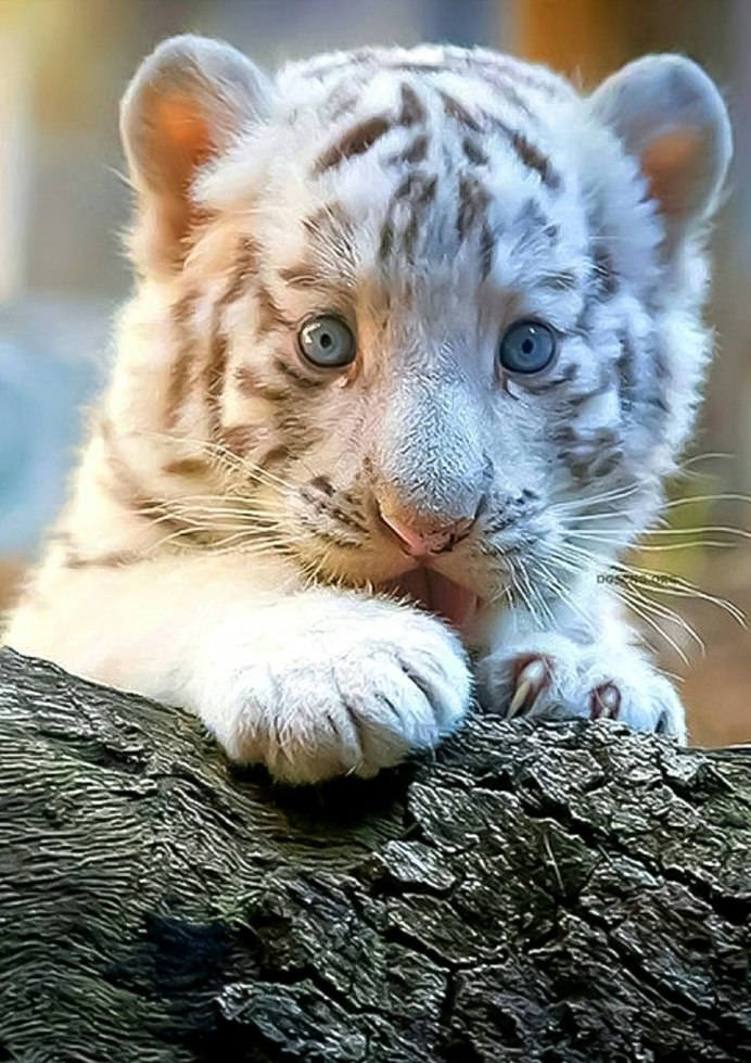 Тигры фото красивые