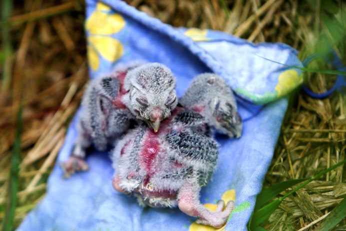 Новорожденные птенцы Совы