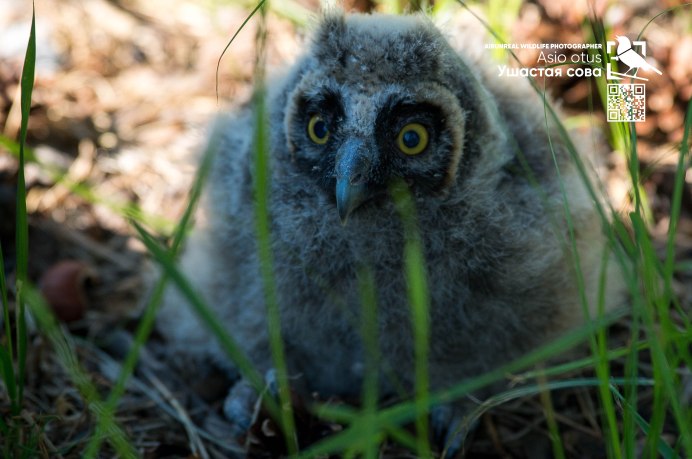 Ушастая Сова Волгоградская область