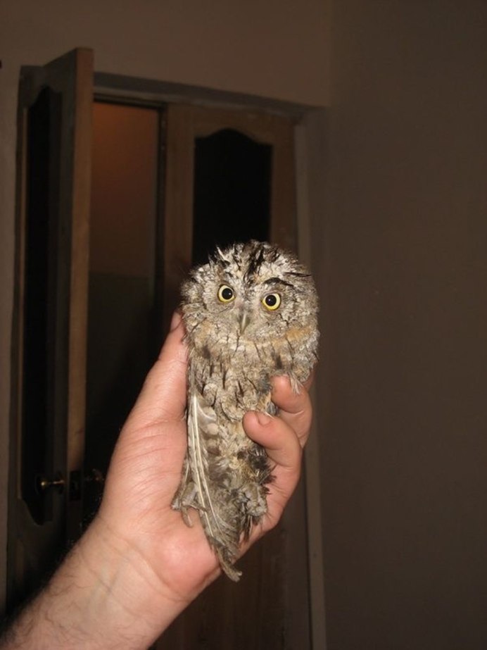 Домовой Сыч птенец