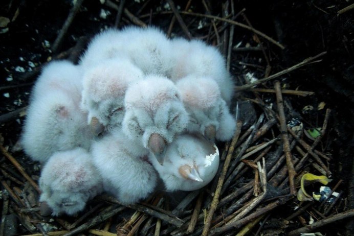 Новорожденные птенцы Совы