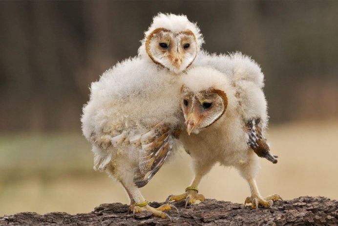 Птенцы Сипухи