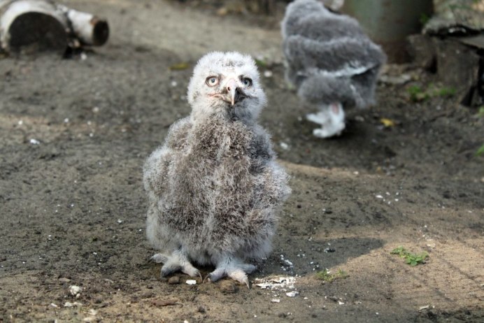 Домовый Сыч птенец