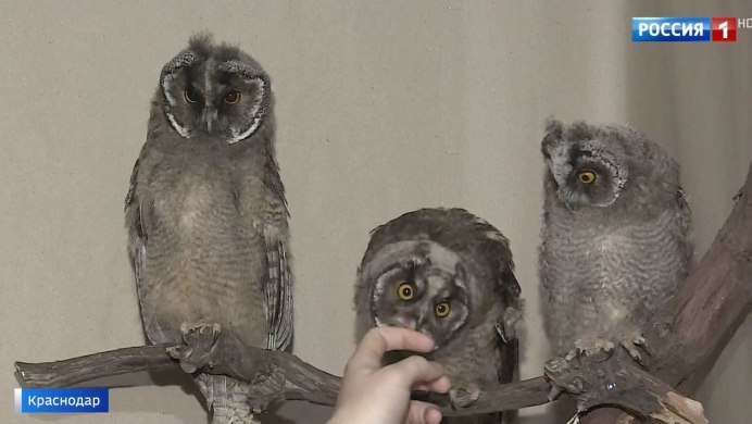 Большая собака усыновила птенца Совы от которой отказалась мама