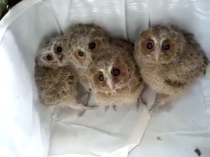 Сова с птенцами