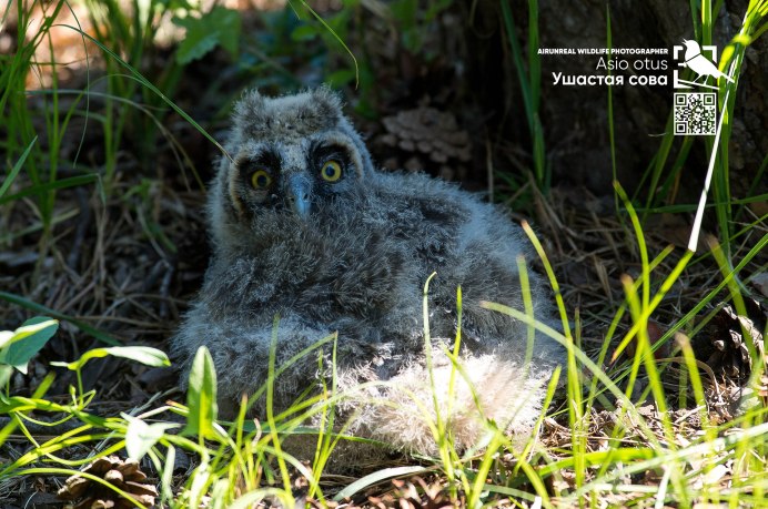 Ушастые Совы в Волгограде