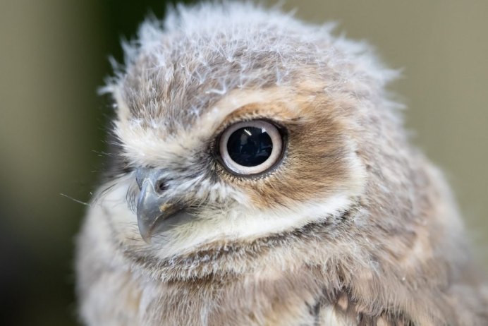 Малайский Филин