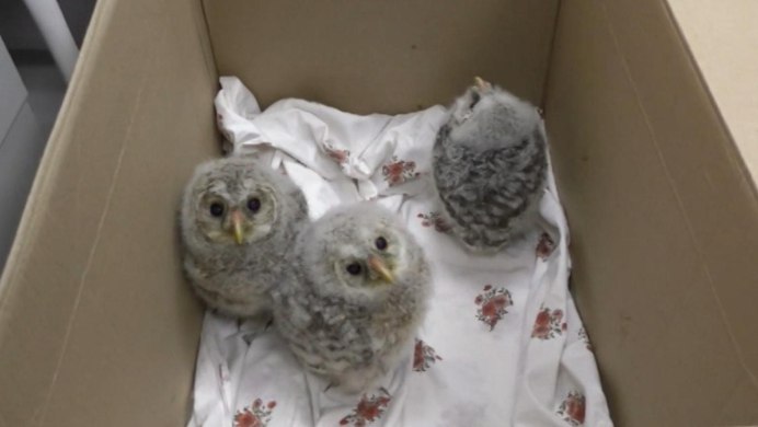 Птенец Совы больные