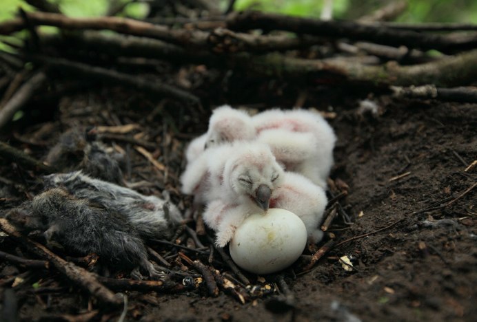 Ушастая Сова птенец