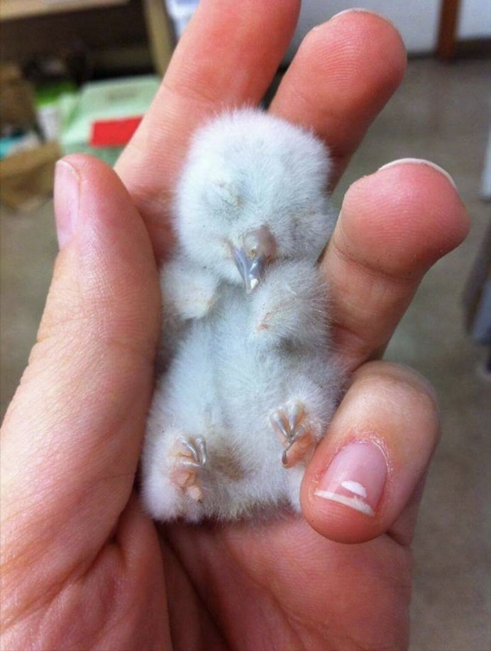 Новорожденный птенец Совы