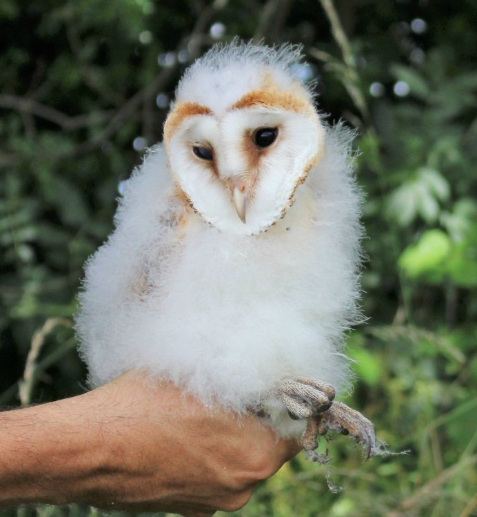 Птенец птенец Сипухи