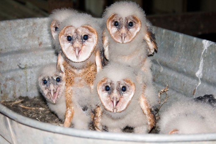 Новорожденные Совята