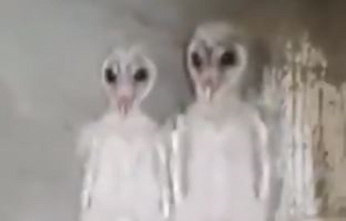 Птенцы Сипухи инопланетяне