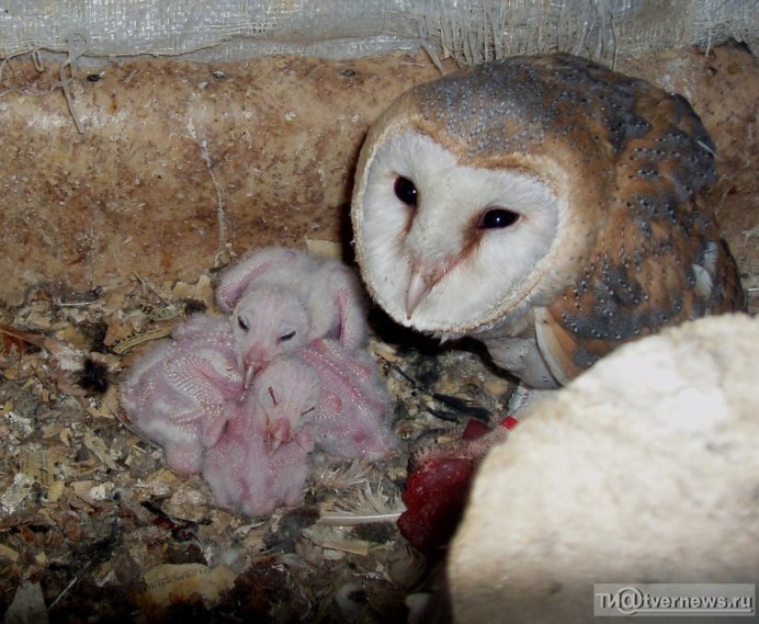 Сова сипуха птенец