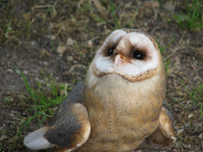 Сова сипуха птенец