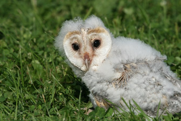 Совенок мультяшный заболел