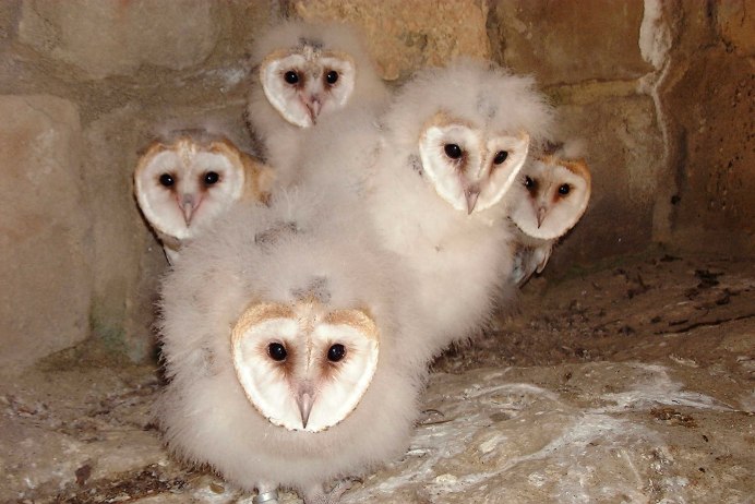 Сова сипуха птенец