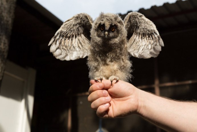 Орнитарий Сокольники Филин