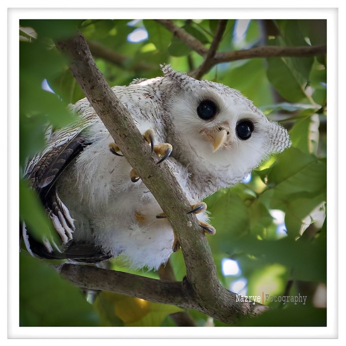 Детеныш Совы
