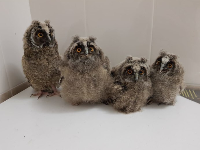 Вылупившиеся Совята