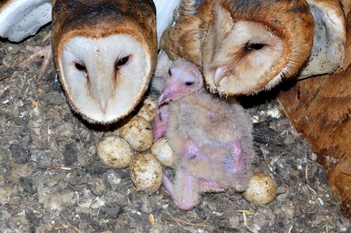 Гнездо Сипухи