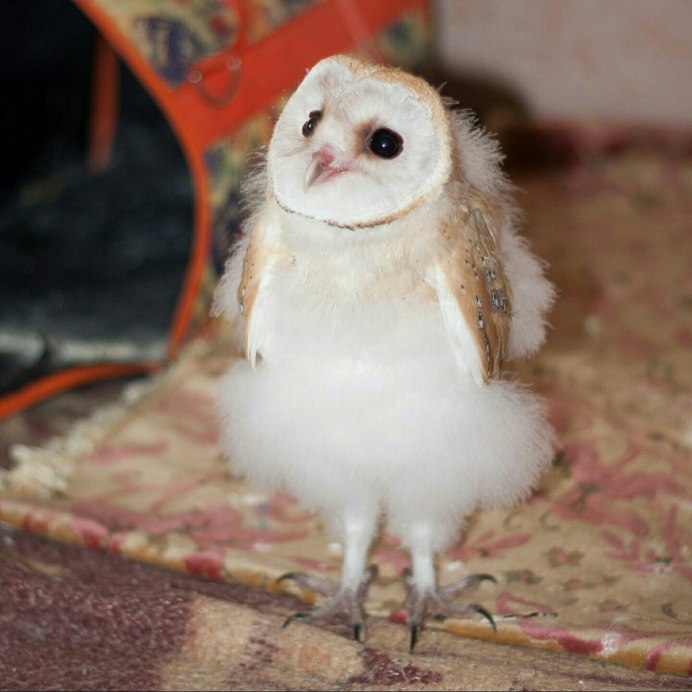 Сипуха детеныш
