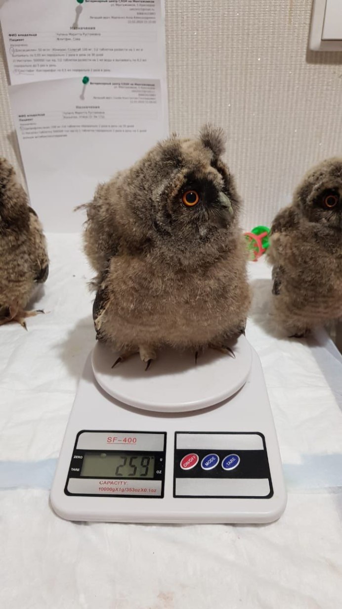 Новорожденные Совята