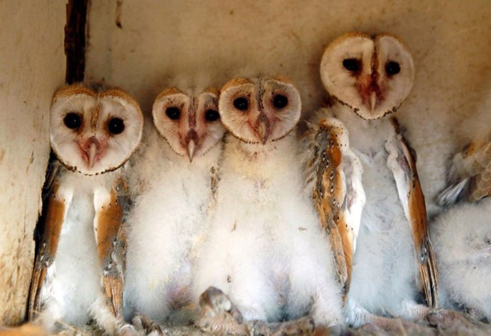 Слеток Сипухи