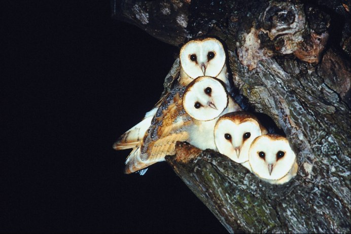 Кроличий Сыч птенец