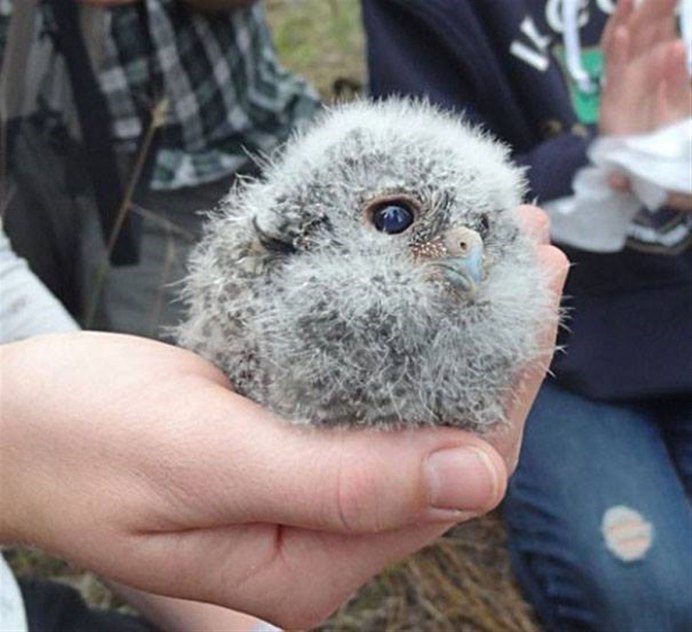 Птенец Совы маленький
