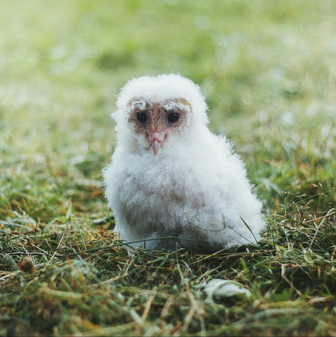 Сова сипуха птенец