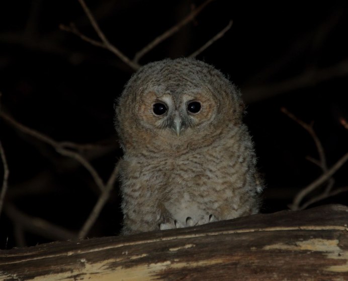 Сова с птенцами