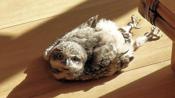 Сова сипуха птенец