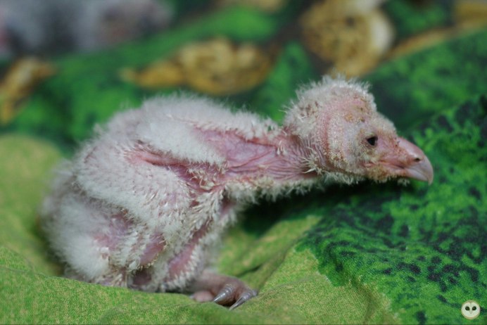 Птенцы Сипухи новорождённые