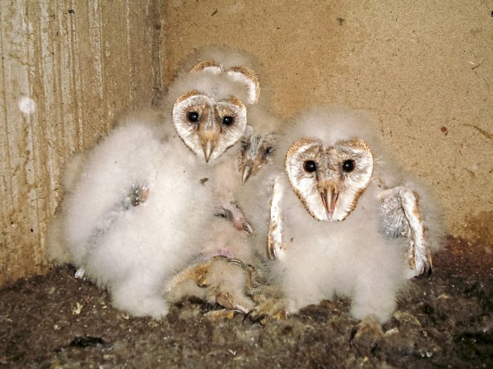 Дети на коричневом фоне