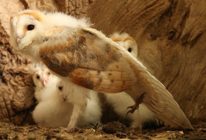 Вязаные аппликации Совушки