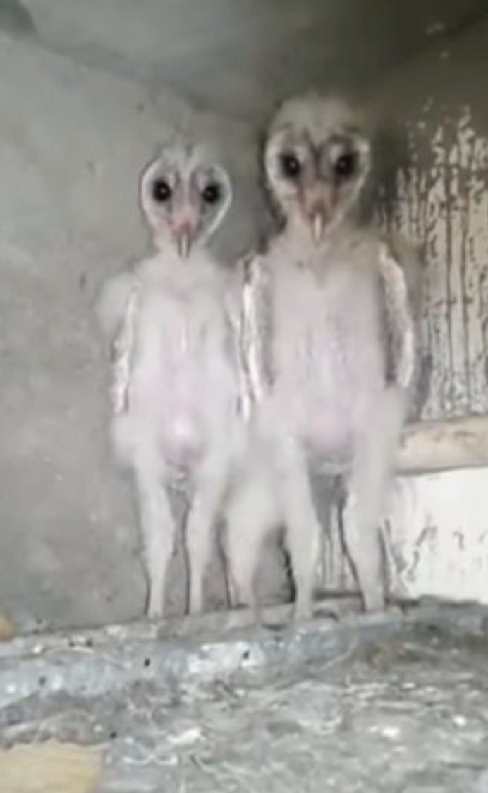 Птенцы белой Совы