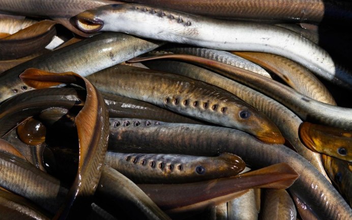 Морская минога (Petromyzon Marinus)