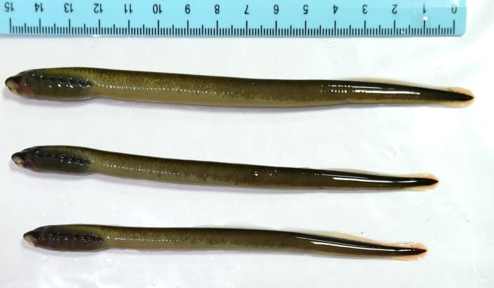 Морская минога (Petromyzon Marinus)