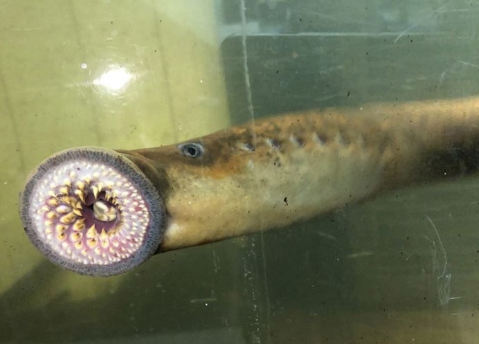Речная минога (Petromyzon Marinus)