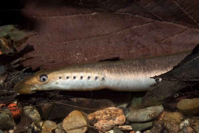 Морская минога (Petromyzon Marinus)
