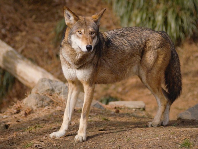 Берингийский волк