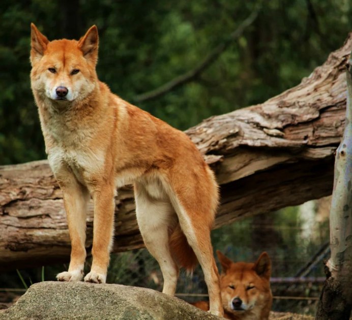 Собака Динго в Австралии