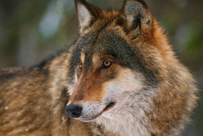 Сибирский Степной волк