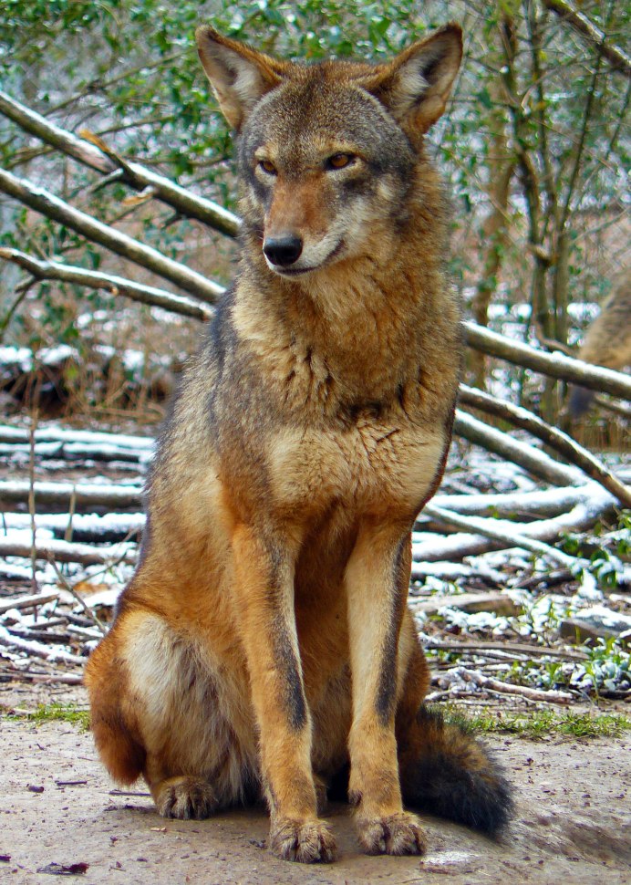 Canis lepophagus