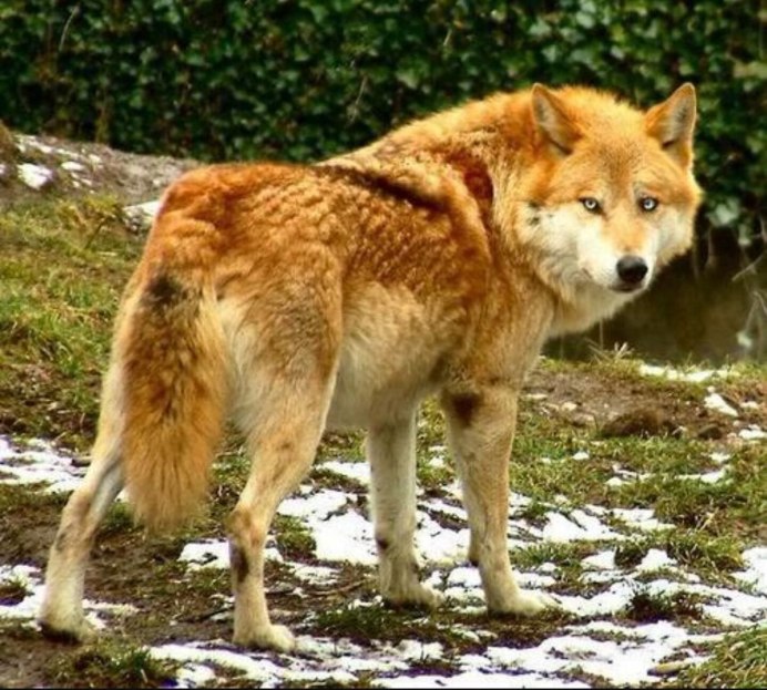 Монгольский красный волк