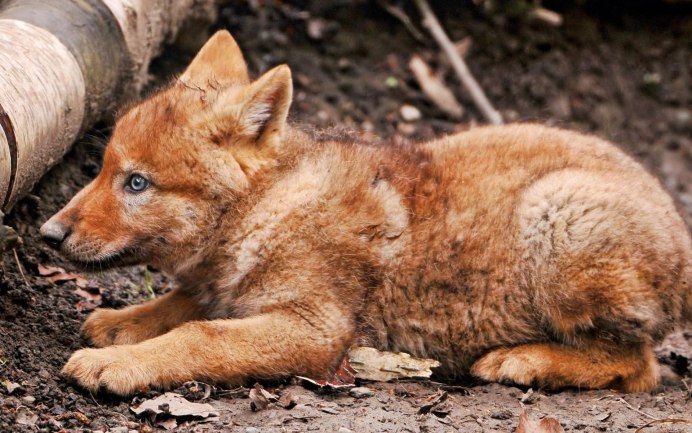 Красный волк Байкала