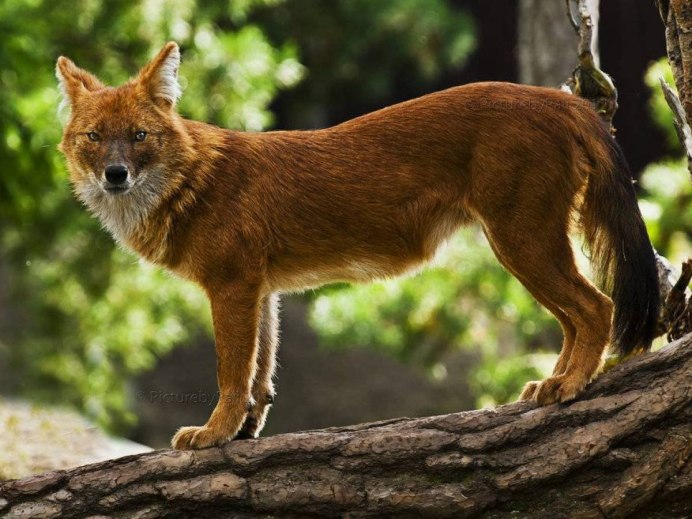 Красный волк (буанзу)